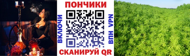 Конопля сатива  Сковородино 
